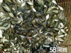 糡ۻݵ